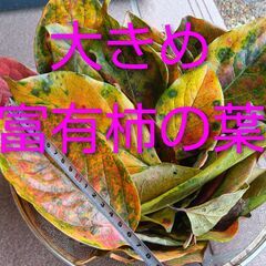 大きめ　柿の葉　箱いっぱい　越冬　メダカ　工作　富有柿の葉の画像