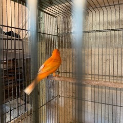 赤カナリヤ最高ですよ雄で宜しく絶好調