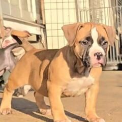 アメリカンブリー男の子①