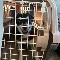 スムースチワワ♂５歳