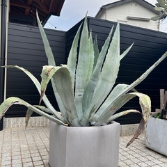 【大型】アガベの画像