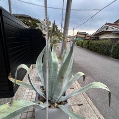 【大型】アガベの画像