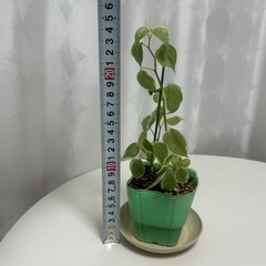 観葉植物　ペペロミア　セルペンスの画像