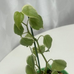 観葉植物　ペペロミア　セルペンスの画像