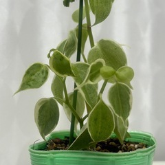 観葉植物　ペペロミア　セルペンスの画像