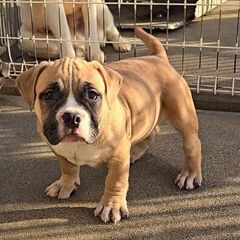 アメリカンブリー男の子②