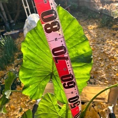 🪴祖父江銀杏と観葉植物クワズイモの画像