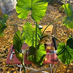 🪴祖父江銀杏と観葉植物クワズイモの画像