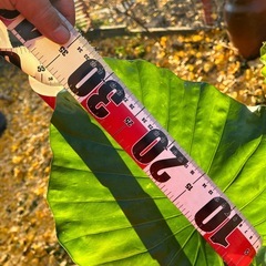 🪴祖父江銀杏と観葉植物クワズイモの画像