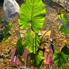 🪴祖父江銀杏と観葉植物クワズイモの画像