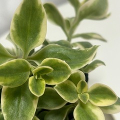 多肉植物　斑入り　ベビーサンローズの画像