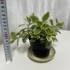 多肉植物　斑入り　ベビーサンローズの画像