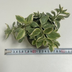 多肉植物　斑入り　ベビーサンローズの画像