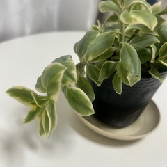 多肉植物　斑入り　ベビーサンローズの画像