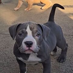 アメリカンブリー女の子①