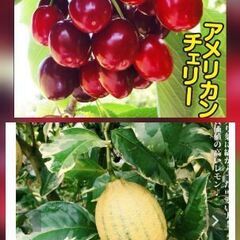 果樹苗木！2種類セット　アメリカンチェリー　レモン　の画像