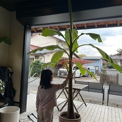 【耐寒性バナナ】芭蕉の画像