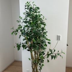 ニトリ　フェイクグリーン　観葉植物
の画像