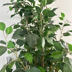 ニトリ　フェイクグリーン　観葉植物
の画像