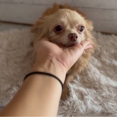 チワワ♀７-８歳
