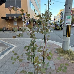 約160cmのユーカリポポラスの画像