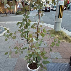 約160cmのユーカリポポラスの画像