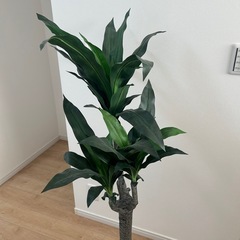 ニトリ　フェイクグリーン　観葉植物の画像