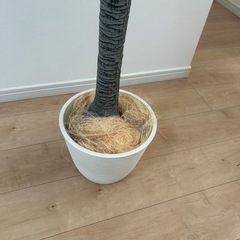 ニトリ　フェイクグリーン　観葉植物の画像