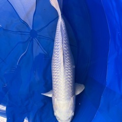 錦鯉まとめ買い　少しですがお安くします。の画像