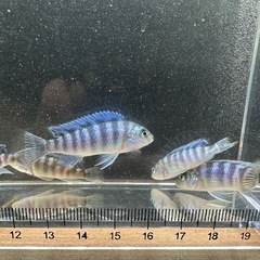 🐠ゴールデンゼブラシクリッド 全長±4〜5㎝ 1匹100円【在庫8匹】自家繁殖個体 No.01の画像