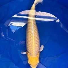 錦鯉まとめ買い　少しですがお安くします。の画像