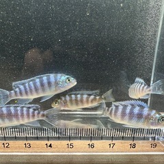 🐠ゴールデンゼブラシクリッド 全長±4〜5㎝ 1匹100円【在庫8匹】自家繁殖個体 No.01の画像