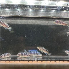 🐠ゴールデンゼブラシクリッド 全長±4〜5㎝ 1匹100円【在庫8匹】自家繁殖個体 No.01の画像