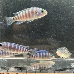 🐠ゴールデンゼブラシクリッド 全長±4〜5㎝ 1匹100円【在庫8匹】自家繁殖個体 No.01の画像