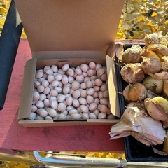 🌈ジャンボにんにく🧄と祖父江銀杏【3L】の画像