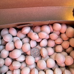 🌈ジャンボにんにく🧄と祖父江銀杏【3L】の画像