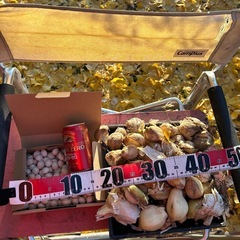 🌈ジャンボにんにく🧄と祖父江銀杏【3L】の画像