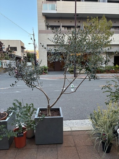 かっこいい樹形のプランター付オリーブ　