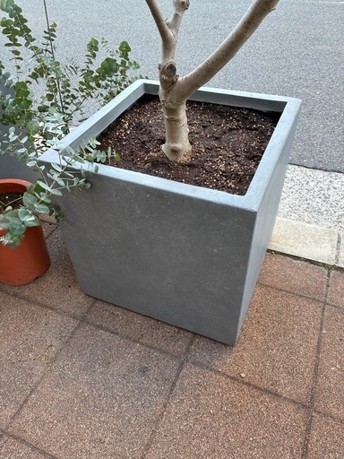 かっこいい樹形のプランター付オリーブ　