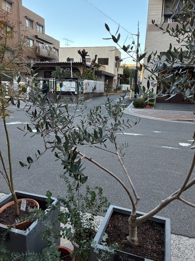 かっこいい樹形のプランター付オリーブ　