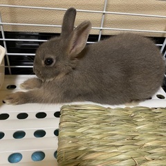 うさぎちゃん0才･2才