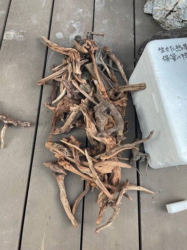 ブランチウッド