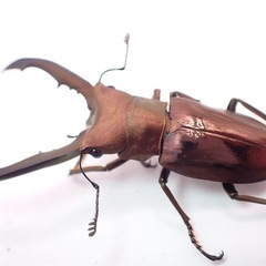 メタリフェルホソアカクワガタ•2ペア•パープル系の画像