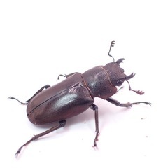 メタリフェルホソアカクワガタ•2ペア•パープル系の画像