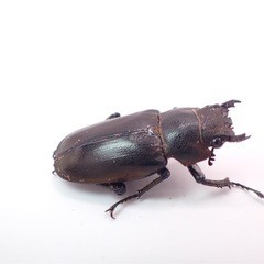 メタリフェルホソアカクワガタ•2ペア•パープル系の画像