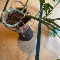モンステラ 観葉植物の画像