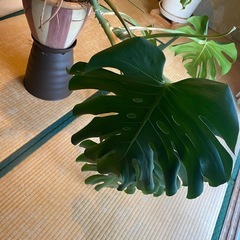 モンステラ 観葉植物の画像