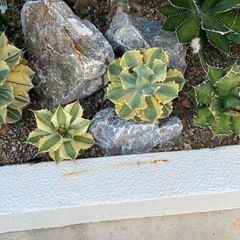 ドライガーデン(本部石)の画像