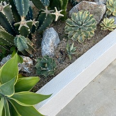 ドライガーデン(本部石)の画像