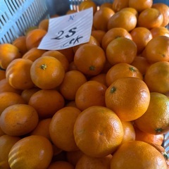 【早い者勝ち】	【1キロ単価150円】皮うす・果汁じゅわっ！今だけの早生みかんをお届け🍊の画像